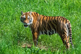 SIDHI SANJAY TIGER RESERVE