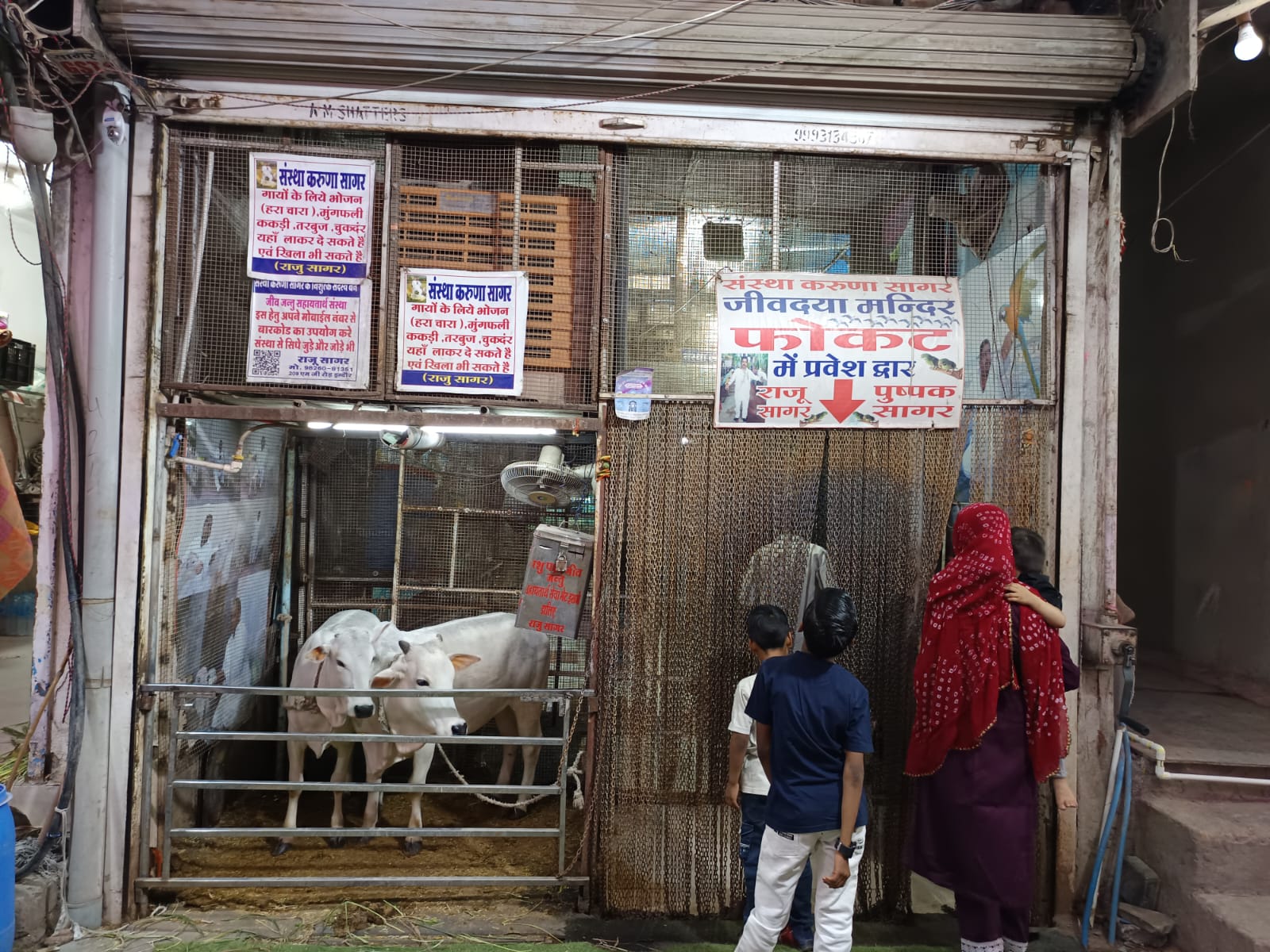 The entry towards the bird section and Punganur cows.
