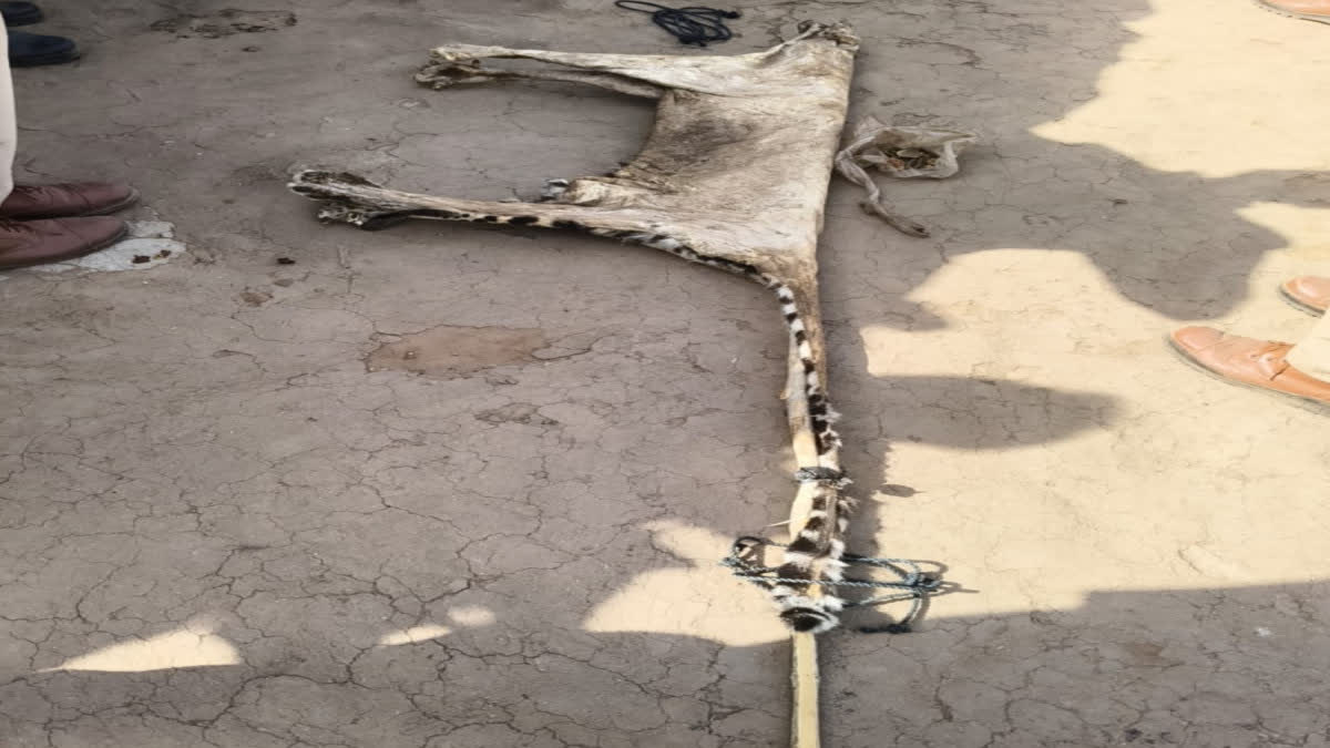 Leopard Skin Recovered in Udaipur