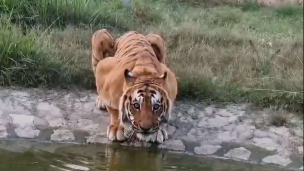 Corbett’s 'Man-eater' Tiger Vikram Dies At 21, After Spending 8 Years In Captivity