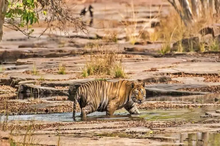 पन्ना जंगलातील वाघ