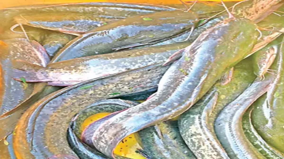No matter how nutritious they may be, never make the mistake of eating these fish, experts explain the reason.