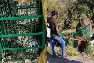 A leopard being rescued