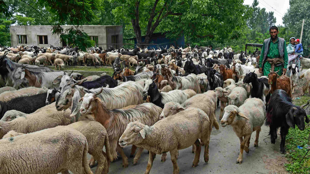 Tribals in distress as summer snow hits livestock in Jammu and Kashmir mountains