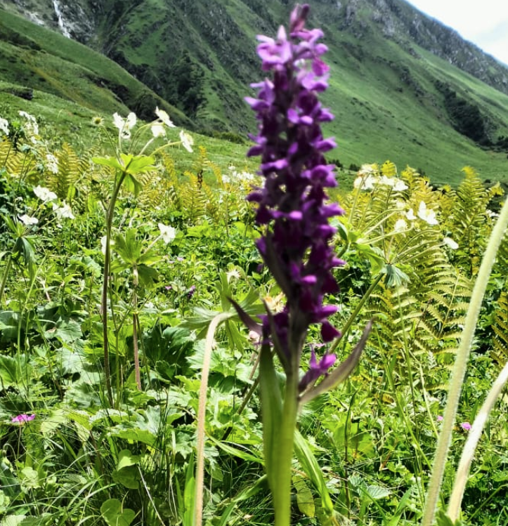 Valley of Flowers Trip