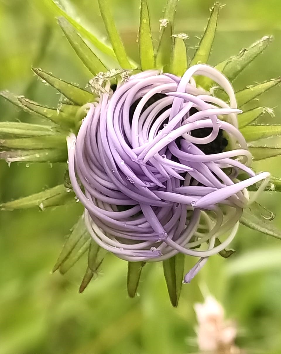 Valley of Flowers Trip