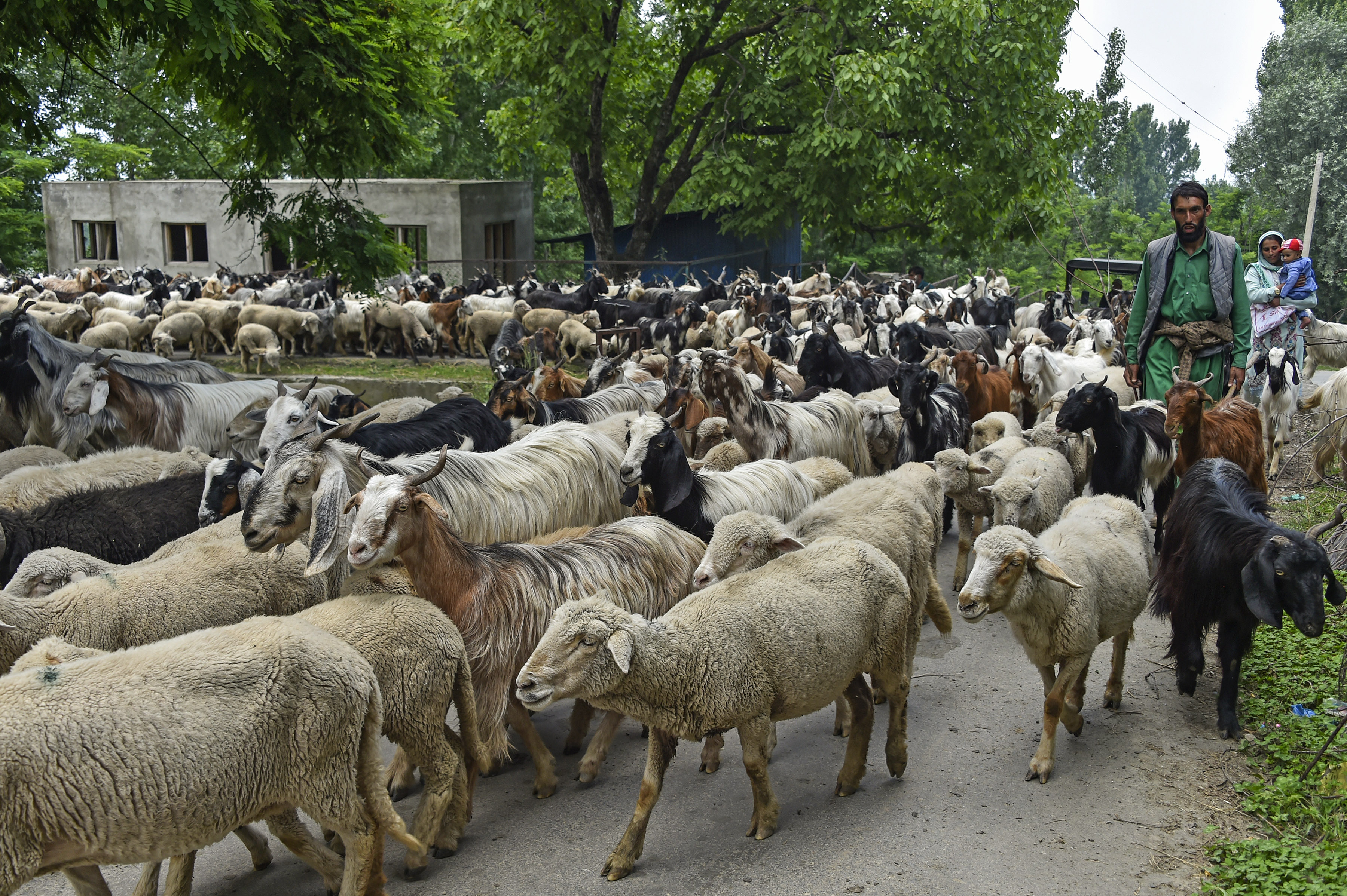 A man grazing his heard of sheep and goat in Kashmir