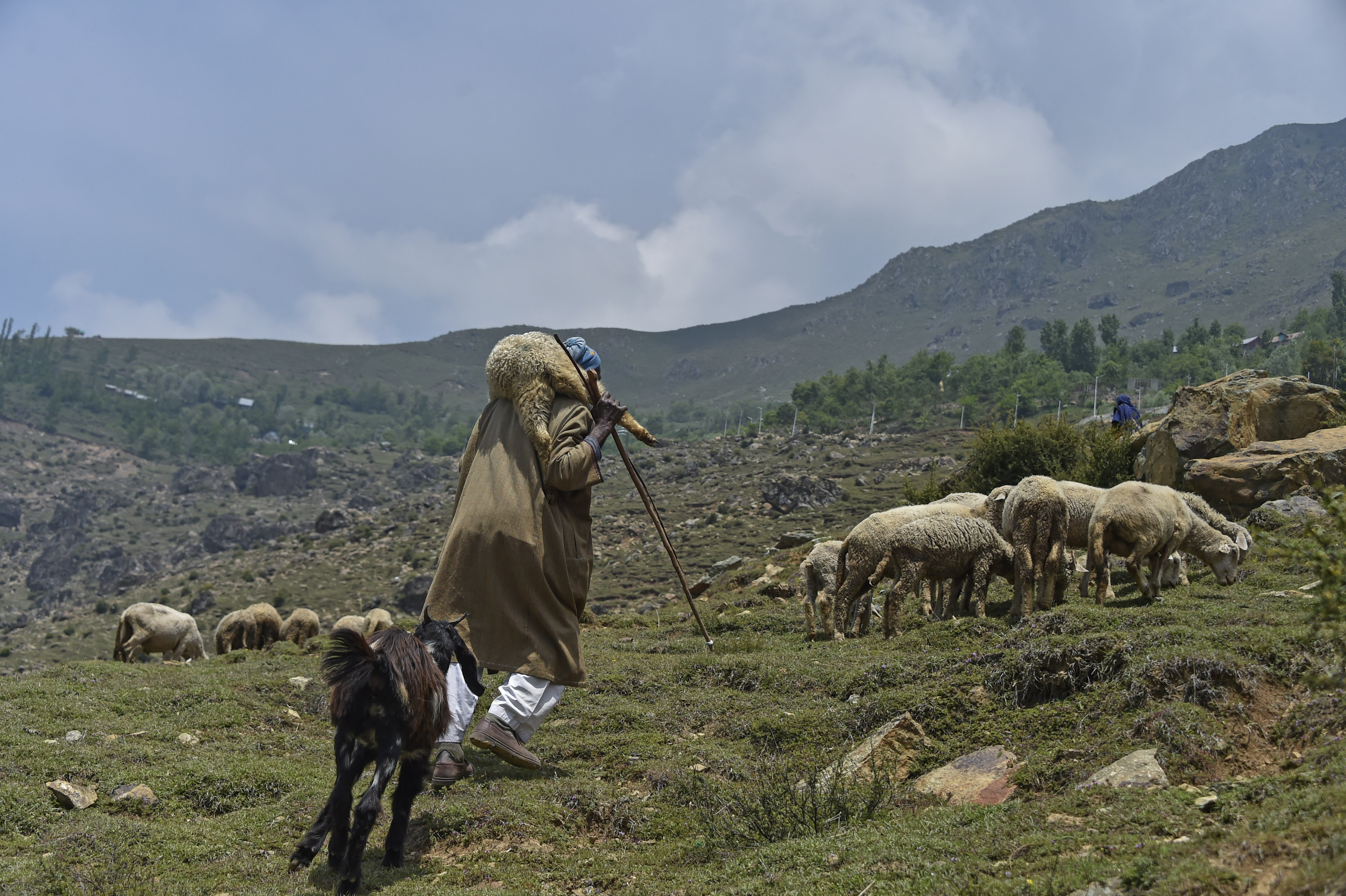 A man grazing his heard of sheep and goat in Kashmir