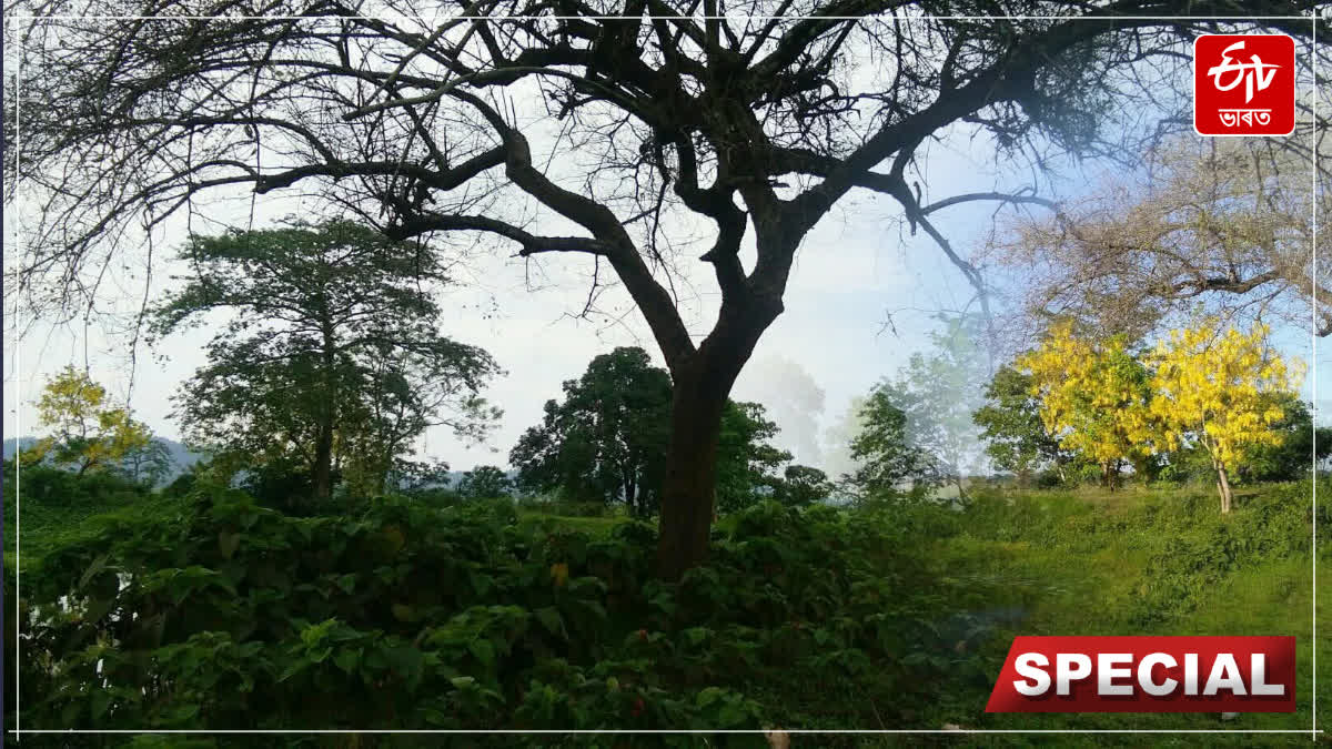 What did the Kaliabor administration do for the protection of trees planted in 2023