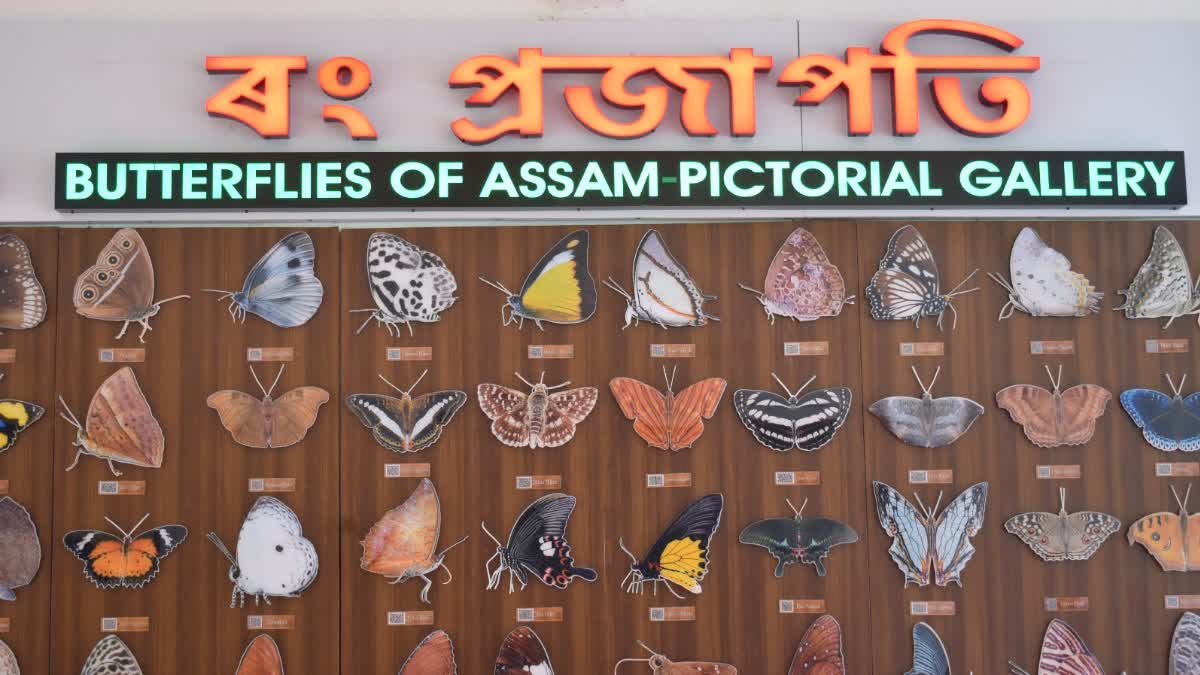 110 Butterfly gallery