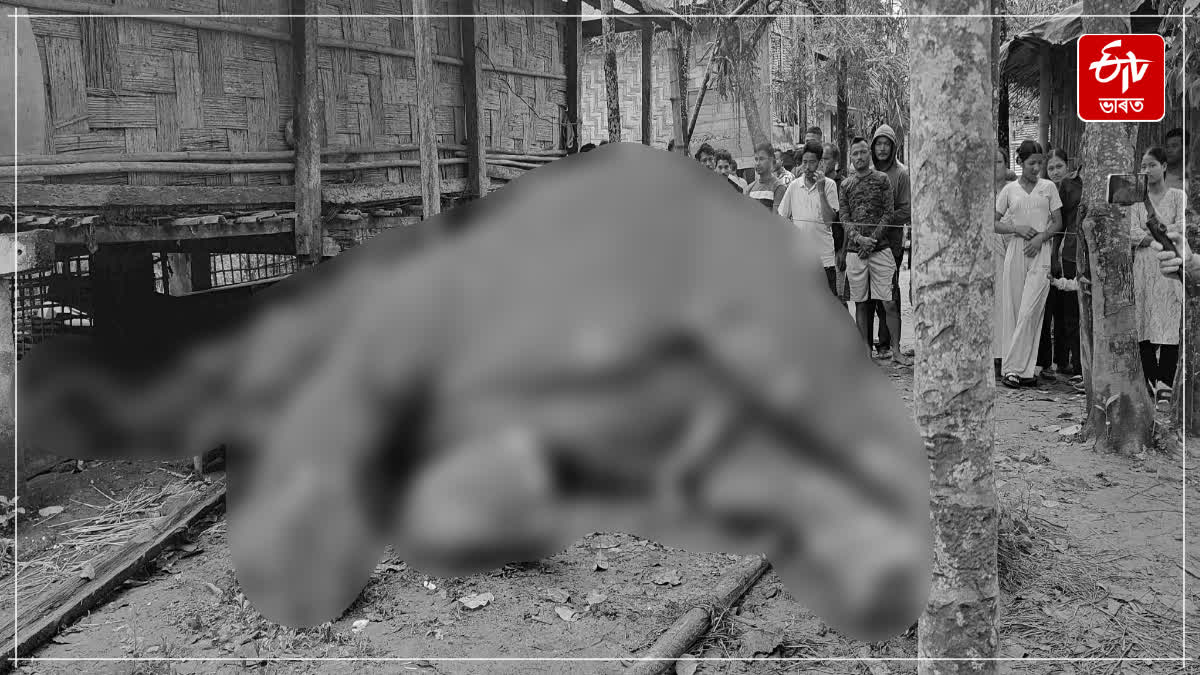 A wild elephant died by electrocution in Jonai