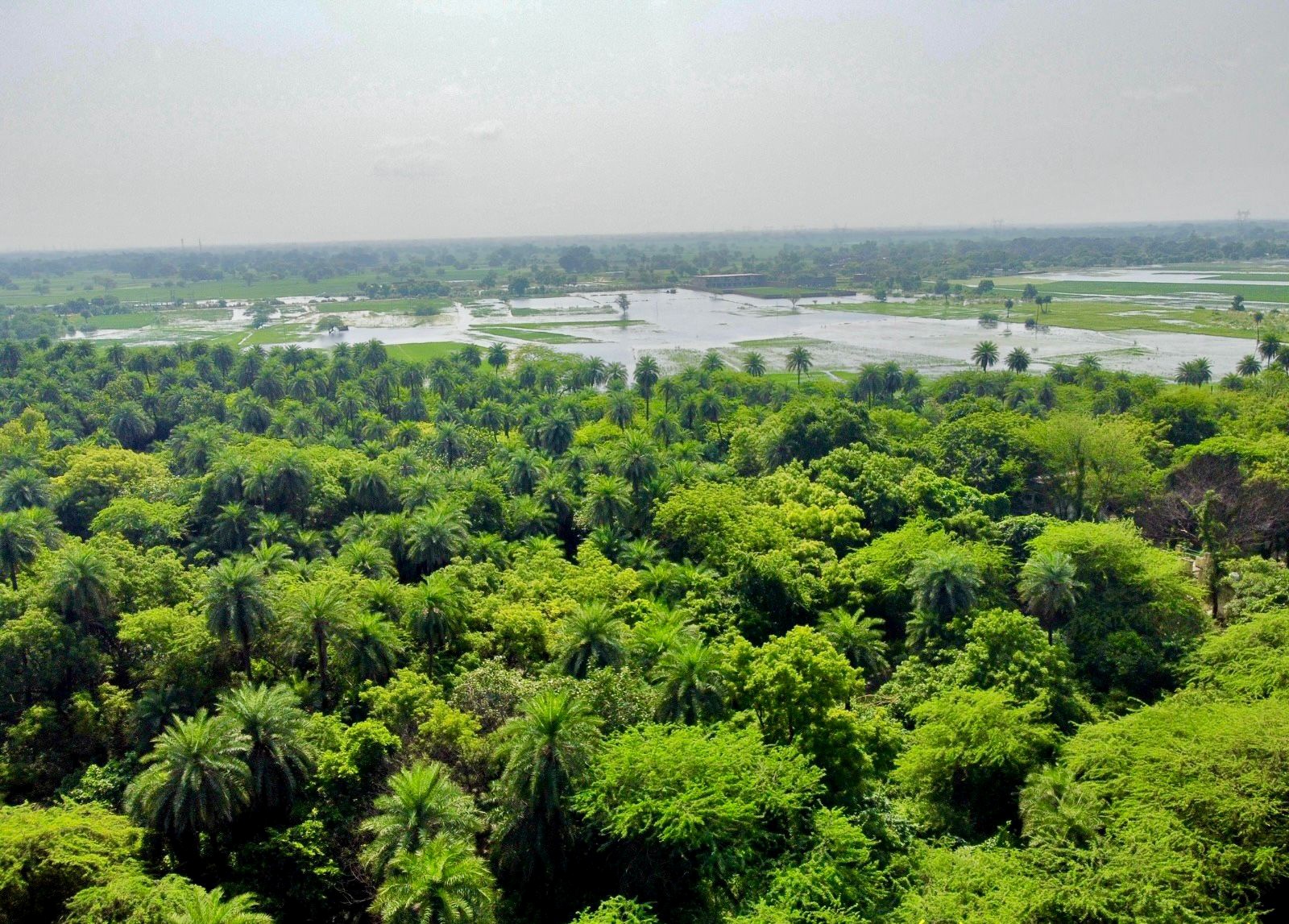 Why Observe World Environment Day?