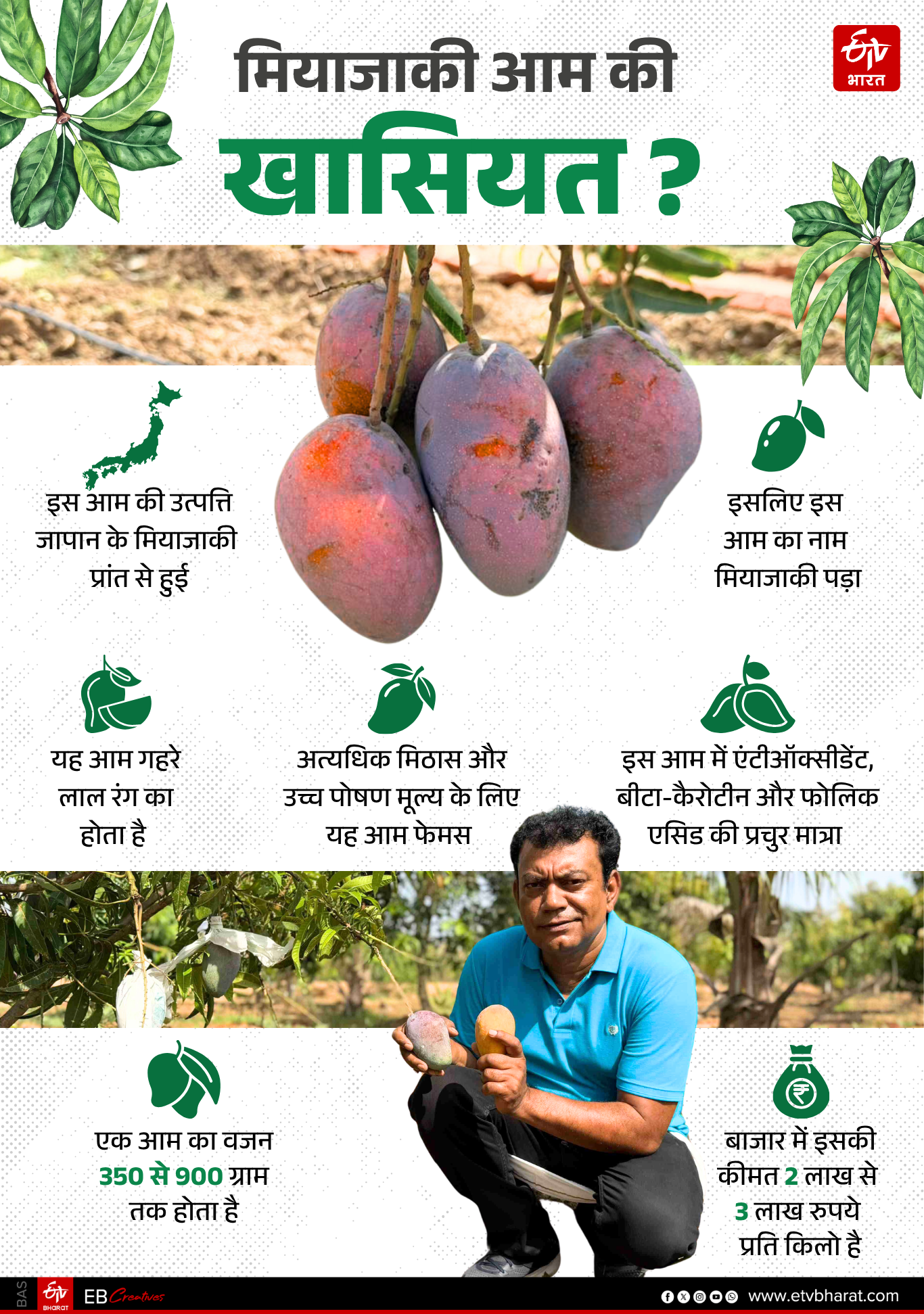 Qualities of Miyazaki Mangoes