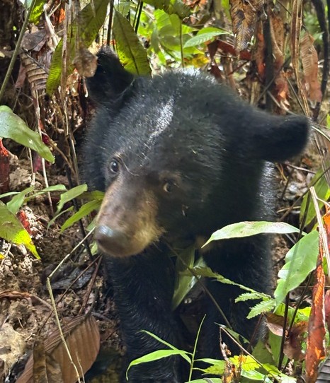 DEHING PATKAI NATIONAL PARK