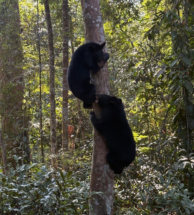 DEHING PATKAI NATIONAL PARK