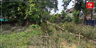 On World Environment Day, a school cut down tree in Nagaon