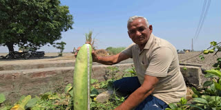 Kurukshetra Farmer Grows Giant Cucumber