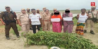 Police destroyed ganja cultivation