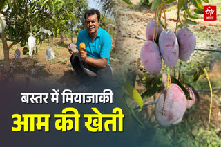 Miyazaki Mango in Bastar