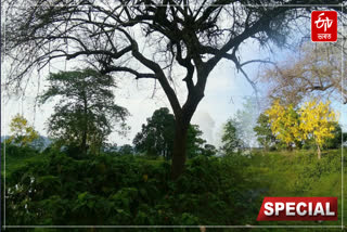 What did the Kaliabor administration do for the protection of trees planted in 2023