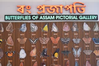 110 Butterfly gallery