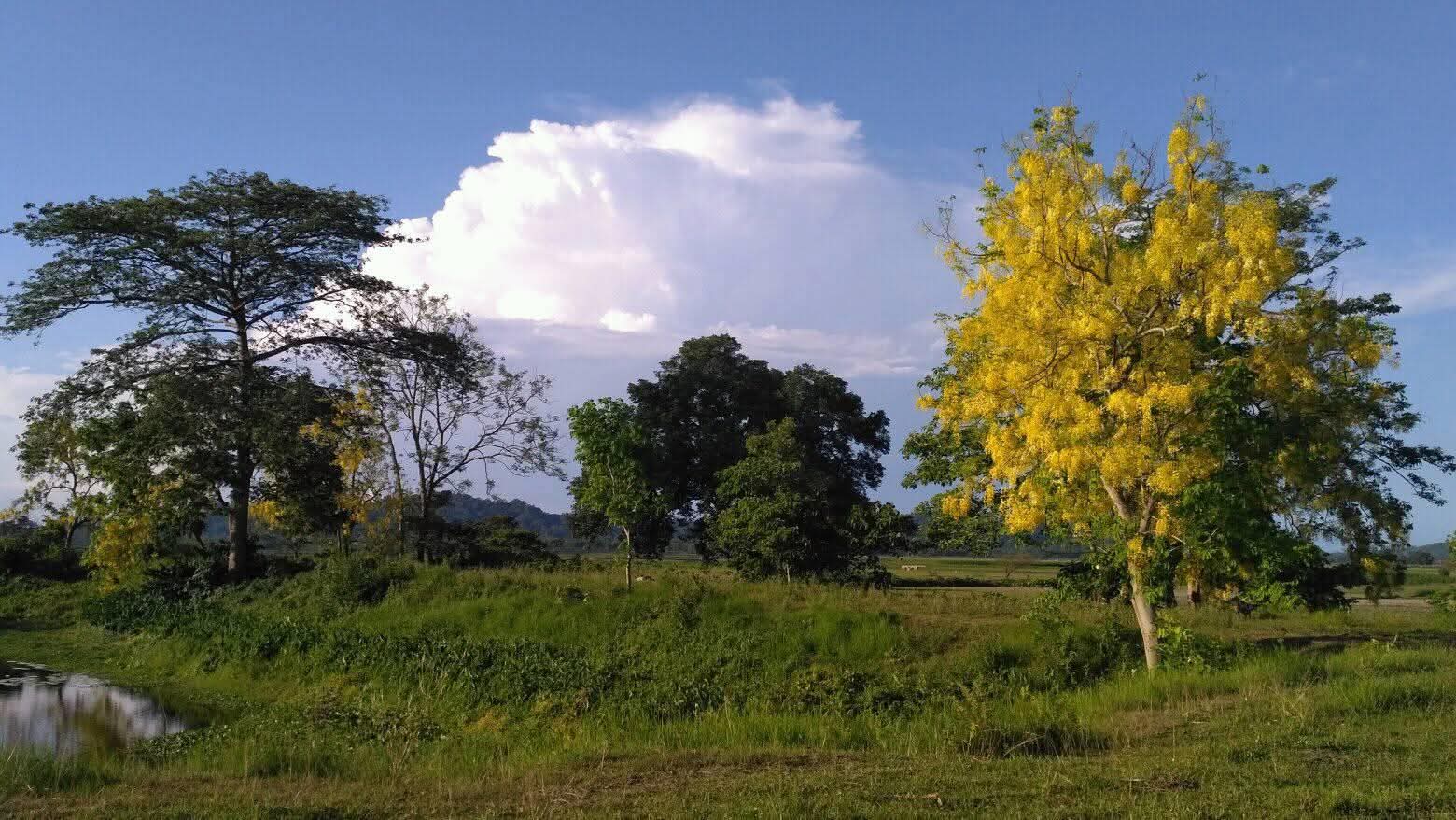 What did the Kaliabor administration do for the protection of trees planted in 2023