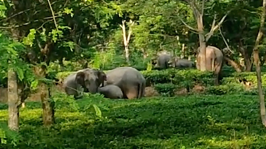 Man Elephant conflict