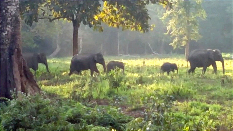 Man Elephant conflict