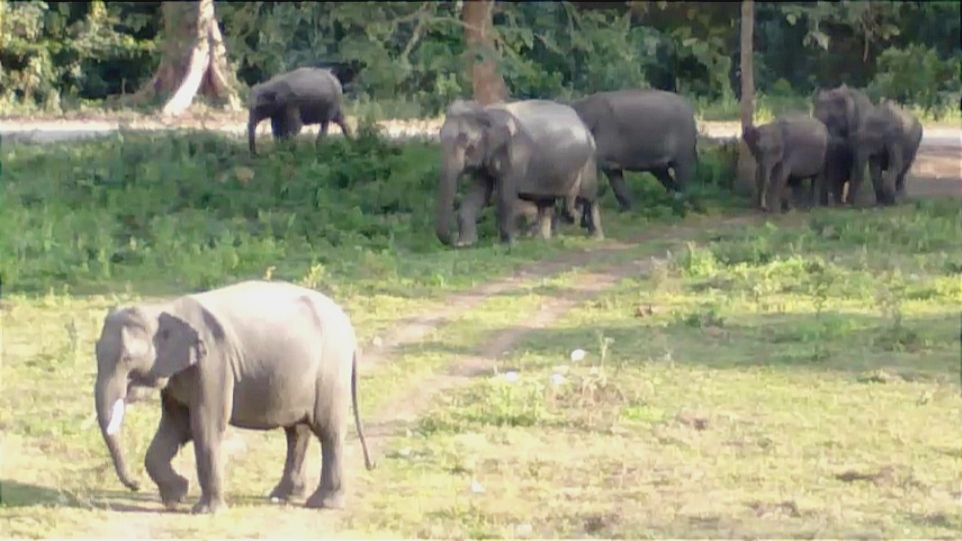 Man Elephant conflict