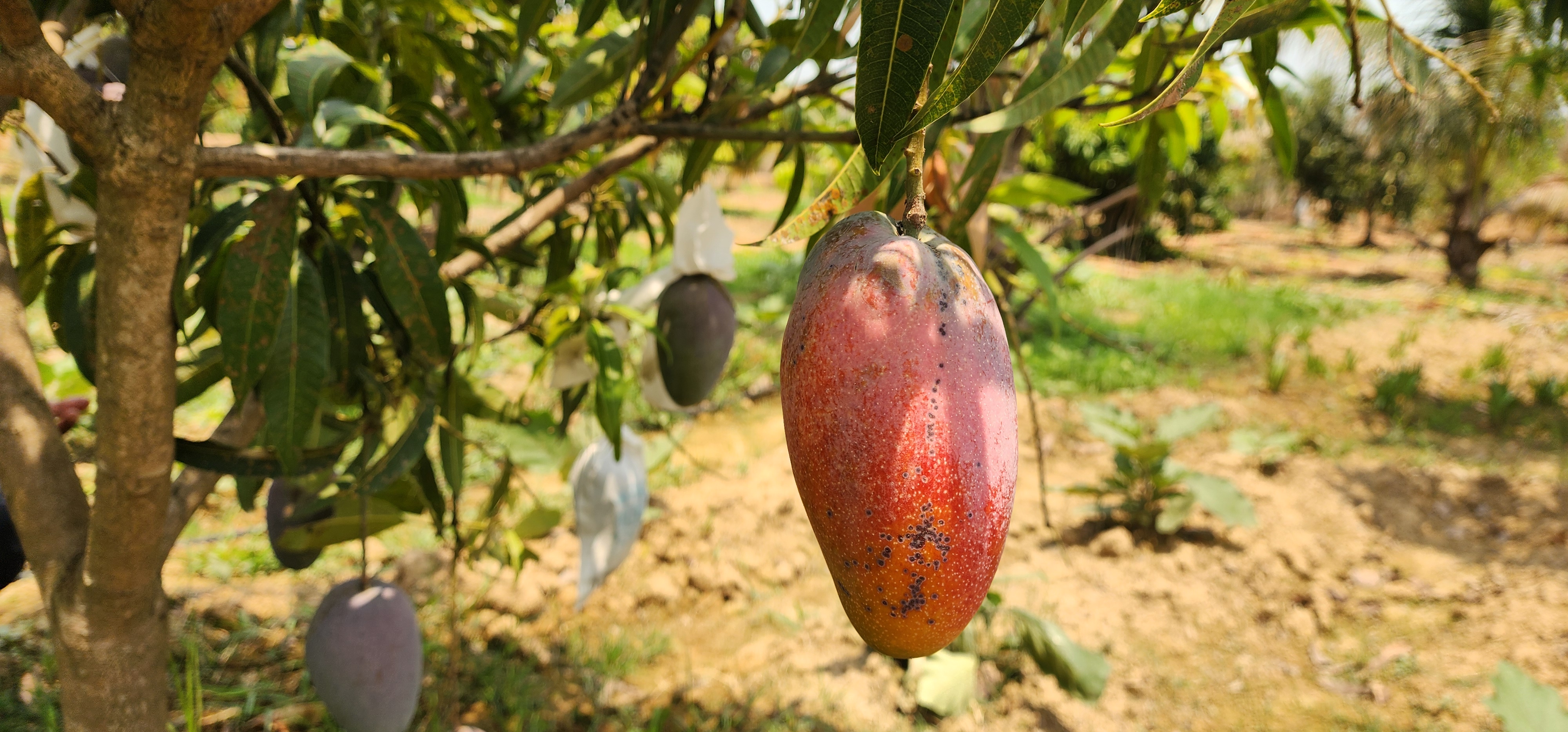 Miyazaki mango ripening on the tree