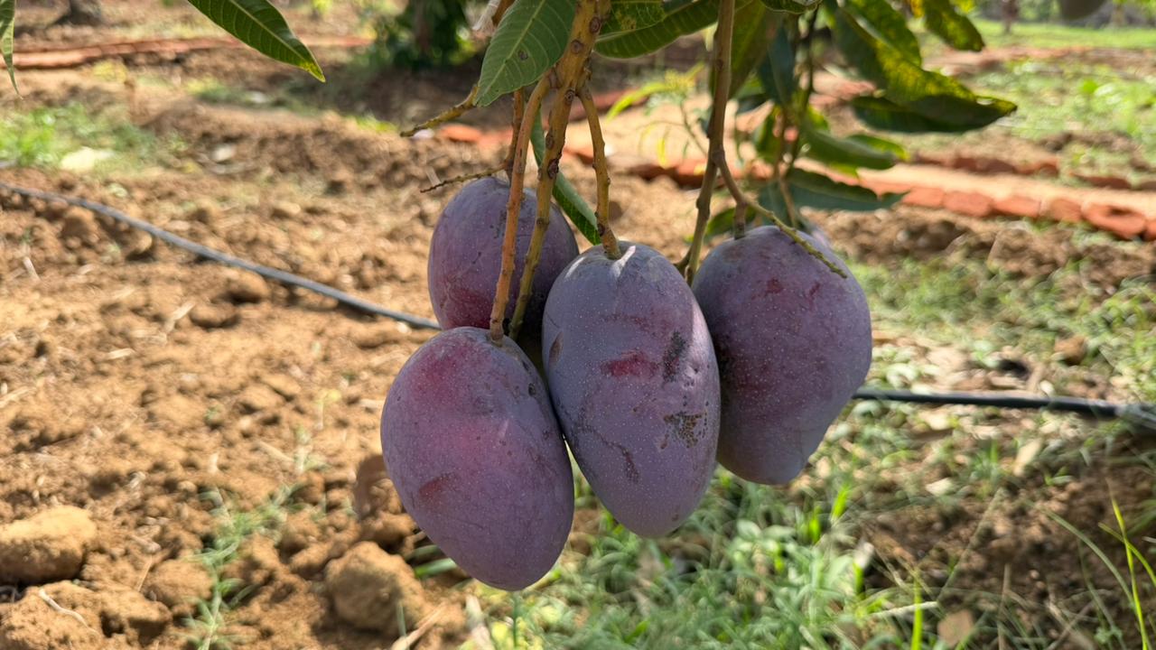 Cultivation of Miyazaki Mangoes in Bastar