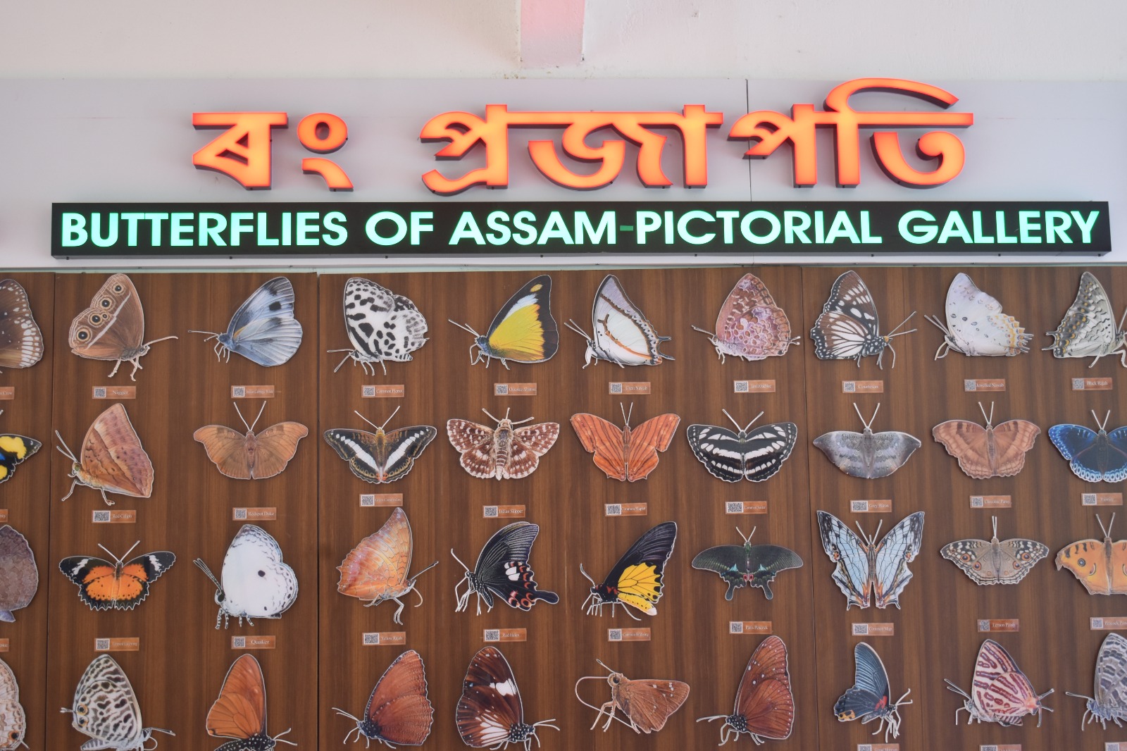 110 Butterfly gallery