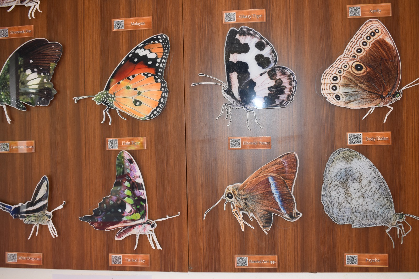 110 Butterfly gallery
