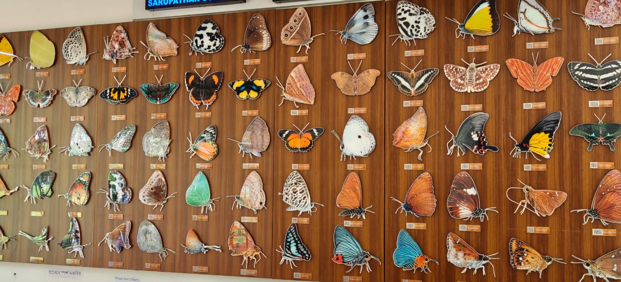 110 Butterfly gallery