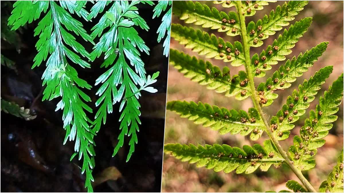 First-Ever Fern Diversity Map In Jammu Kashmir Signals Climate Shifts In Himalayas
