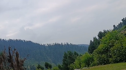 First-Ever Fern Diversity Map In Jammu Kashmir Signals Climate Shifts In Himalayas