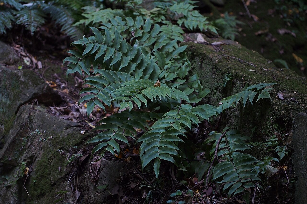 First-Ever Fern Diversity Map In Jammu Kashmir Signals Climate Shifts In Himalayas