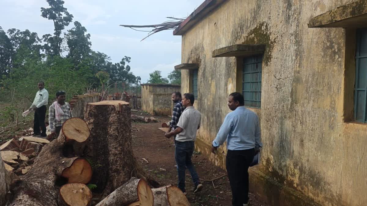 DOZENS OF TREES FELLED IN BALOD