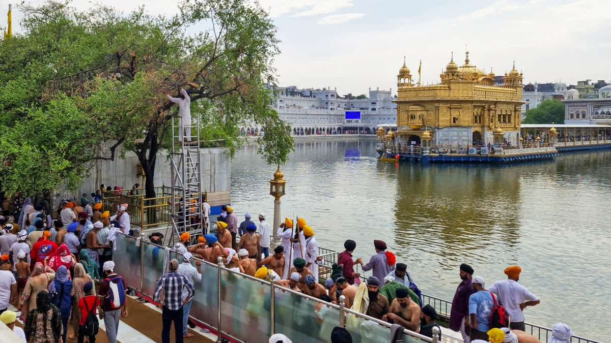 Devotees At Golden Temple Told To Remove IDs Bearing CM Mann's Photo Sewadar or SGPC employees perform the "sewa" of pruning the "Dukh Bhanjani Beri", a sacred 400-year-old jujube tree at the Golden Temple, in Amritsar on Jun 25, 2026.