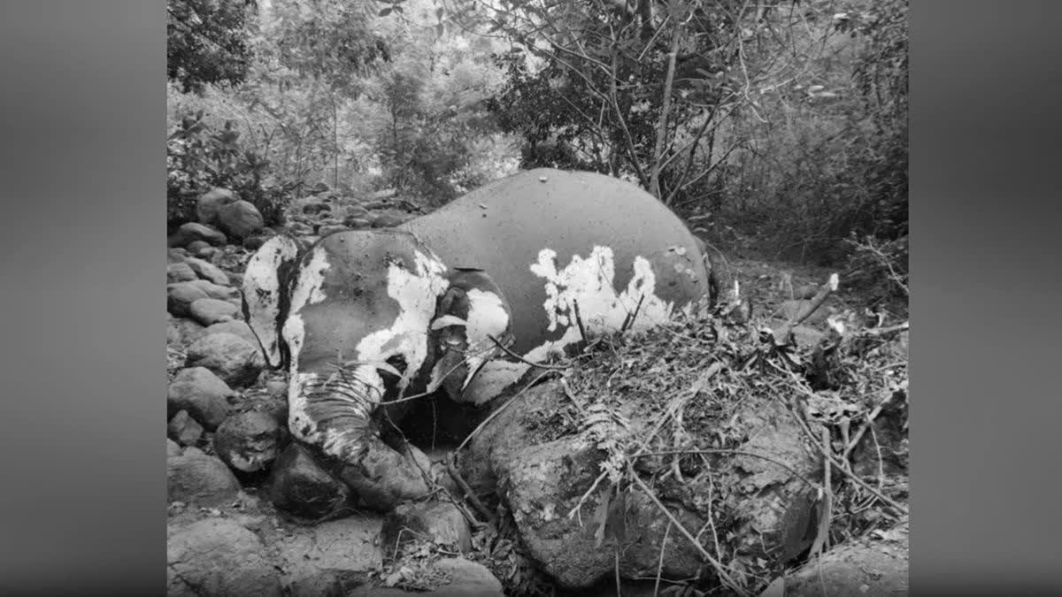 50-Year-Old Female Elephant Found Dead In Tamil Nadu's Western Ghats