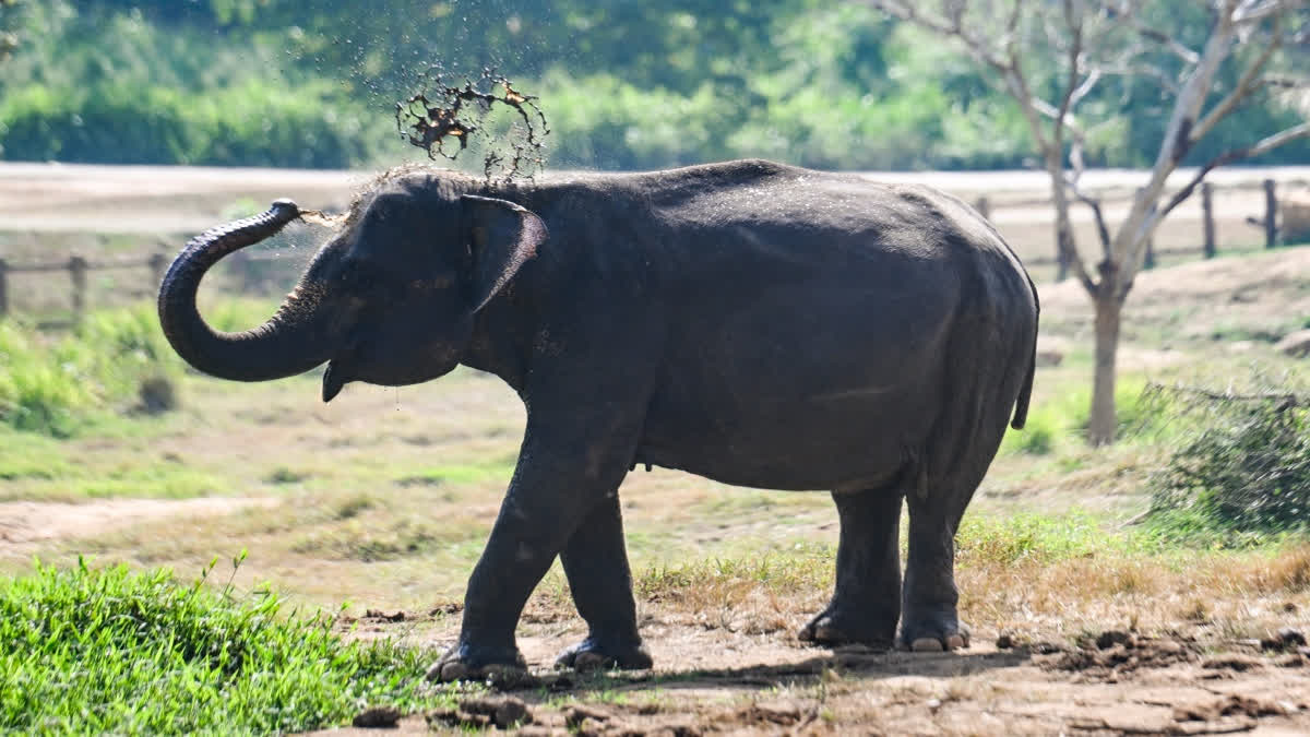 tamil nadu elephant death