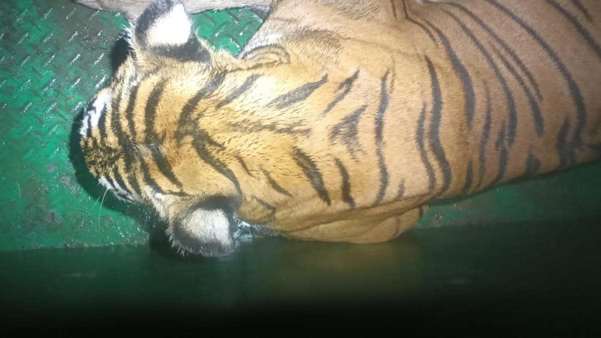 mother-tiger-and-5-cubs-captured-in-mysuru