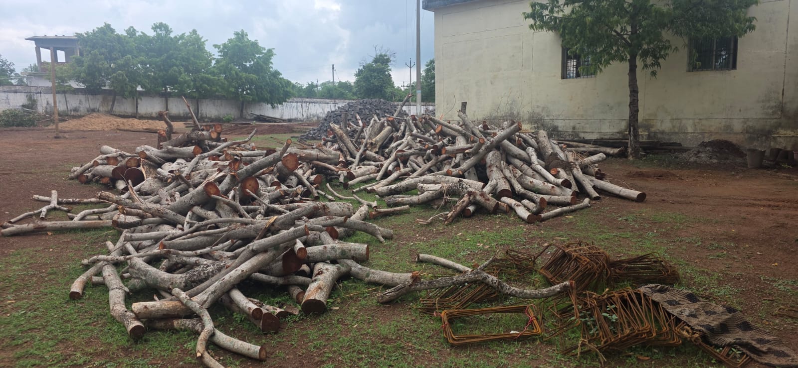 DOZENS OF TREES FELLED IN BALOD