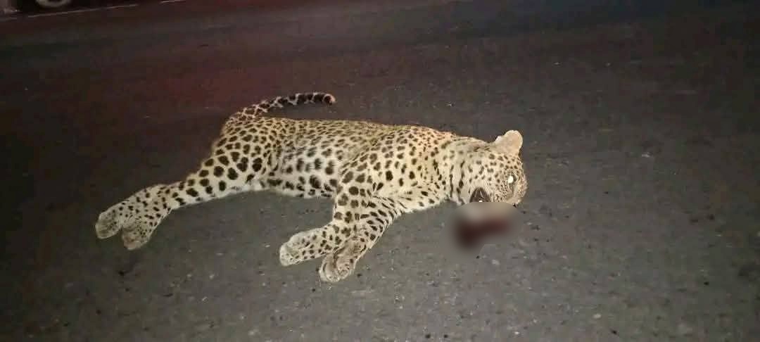 LEOPARD DEATH