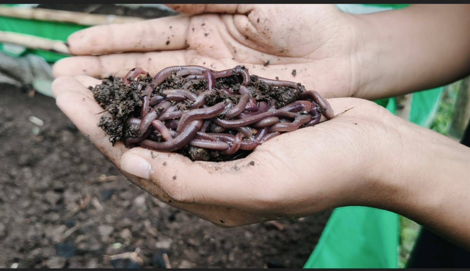 vermicomposting