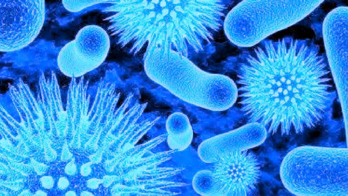 Chandipura Virus