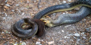 SEONI HEN AND SNAKE FIGHT
