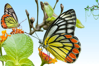 NAURADEHI BUTTERFLIES WORLD