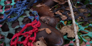 Indonesia Rescues Orangutan Mother And Baby From Wildfire Indonesia Rescues Orangutan Mother And Baby From Wildfire