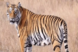TIGER DNA REPORT